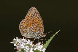 Imagem de Fabriciana niobe Linnaeus 1761