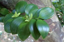 Image of Asian bayberry