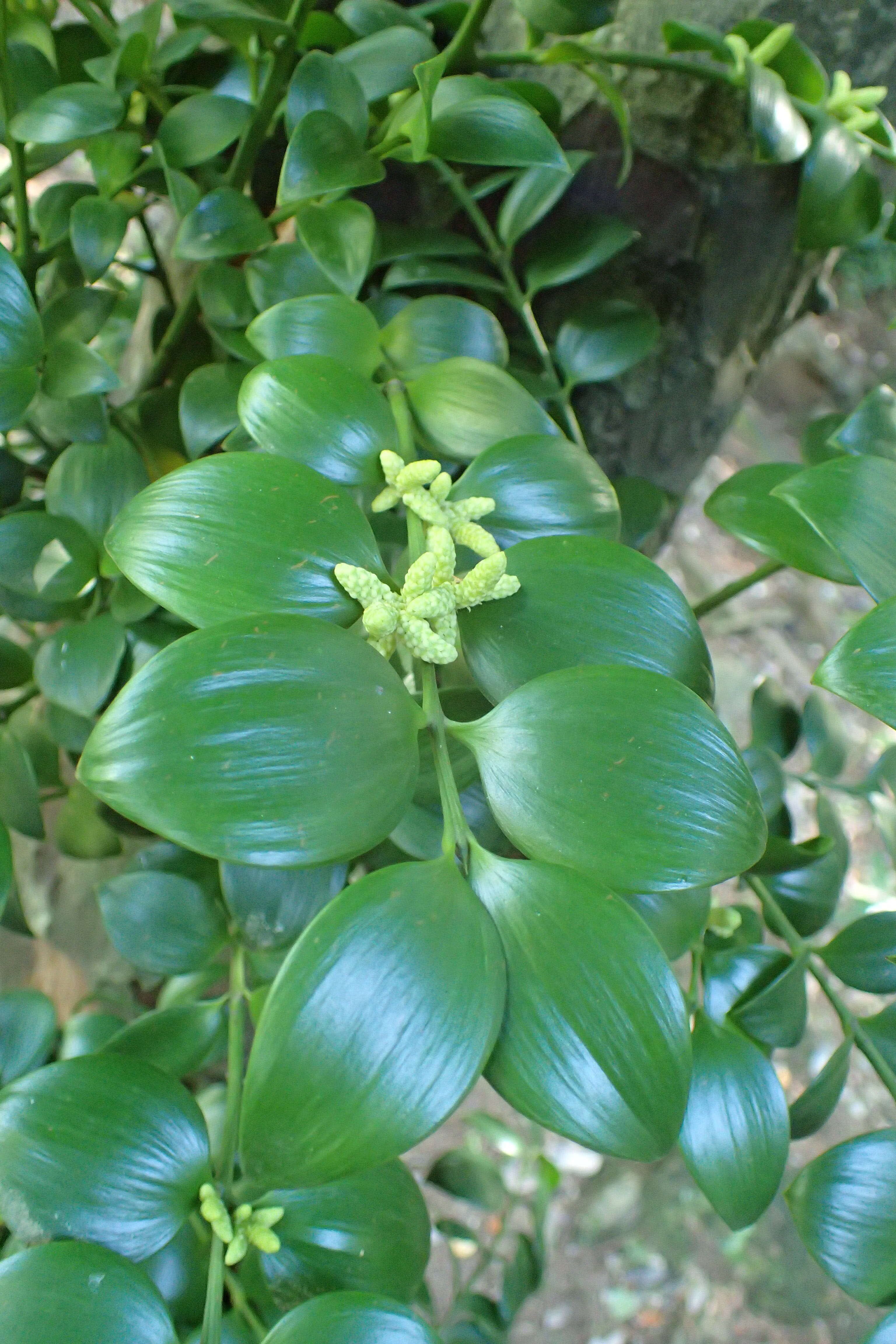 Image of Asian bayberry