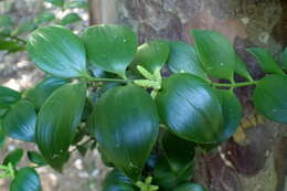 Image of Asian bayberry