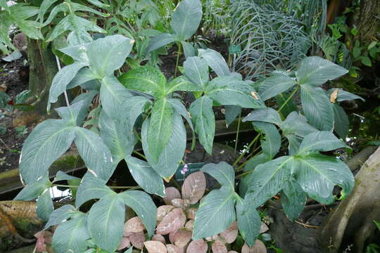 Anubias gigantea A. Chev. ex Hutch.的圖片