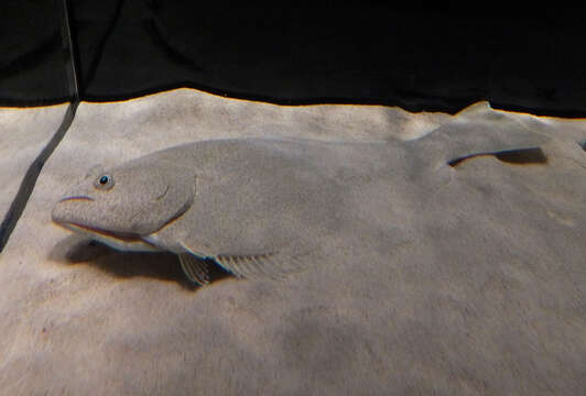 Image of Ridged-eye flounder