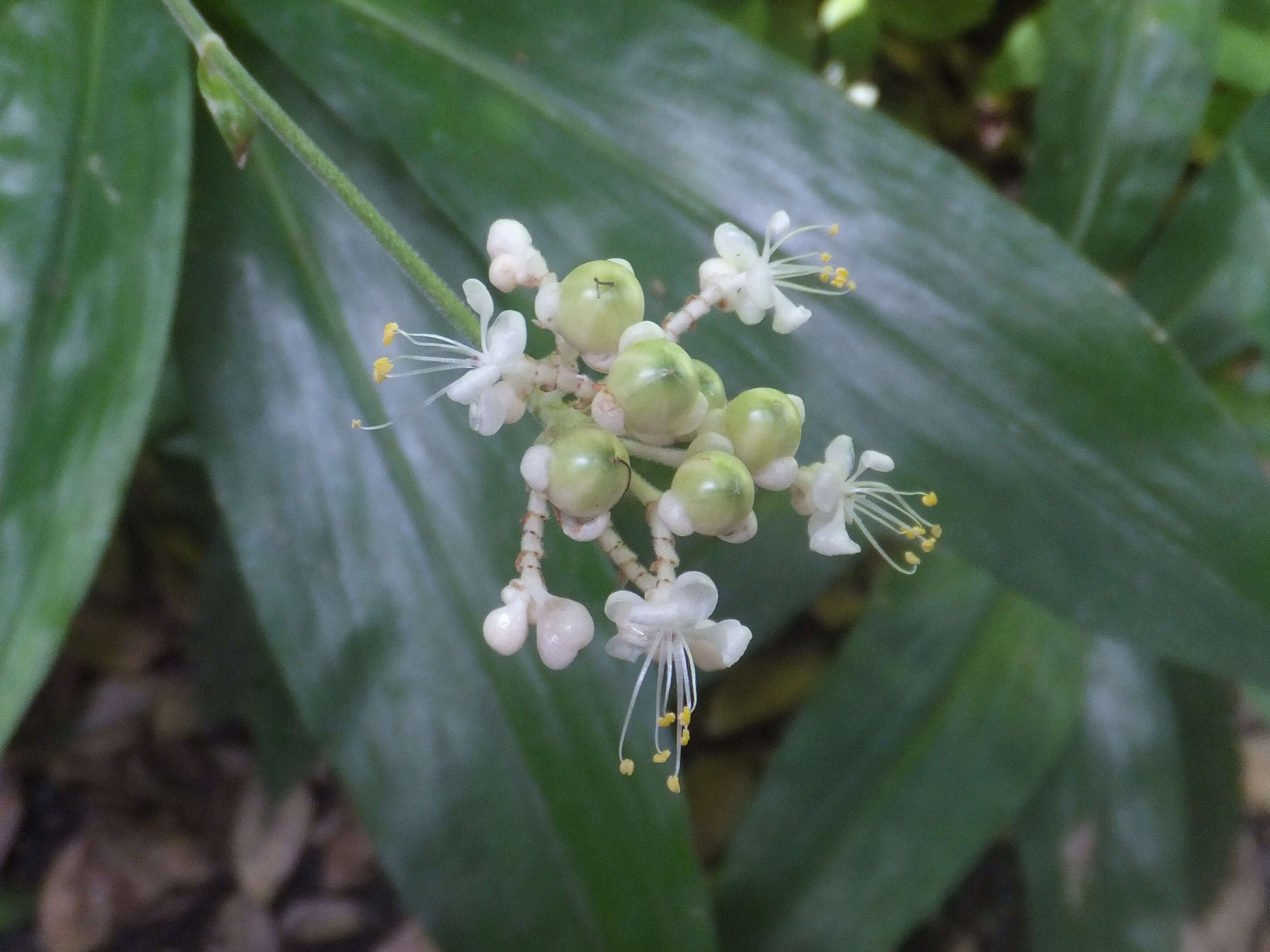 Image of Pollia japonica Thunb.