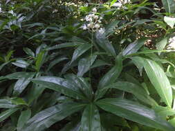 Image of Pollia japonica Thunb.