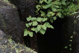 Image of Ficus arnottiana (Miq.) Miq.