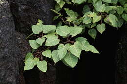 Image of Ficus arnottiana (Miq.) Miq.