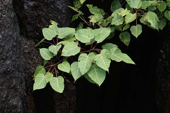 Image of Ficus arnottiana (Miq.) Miq.