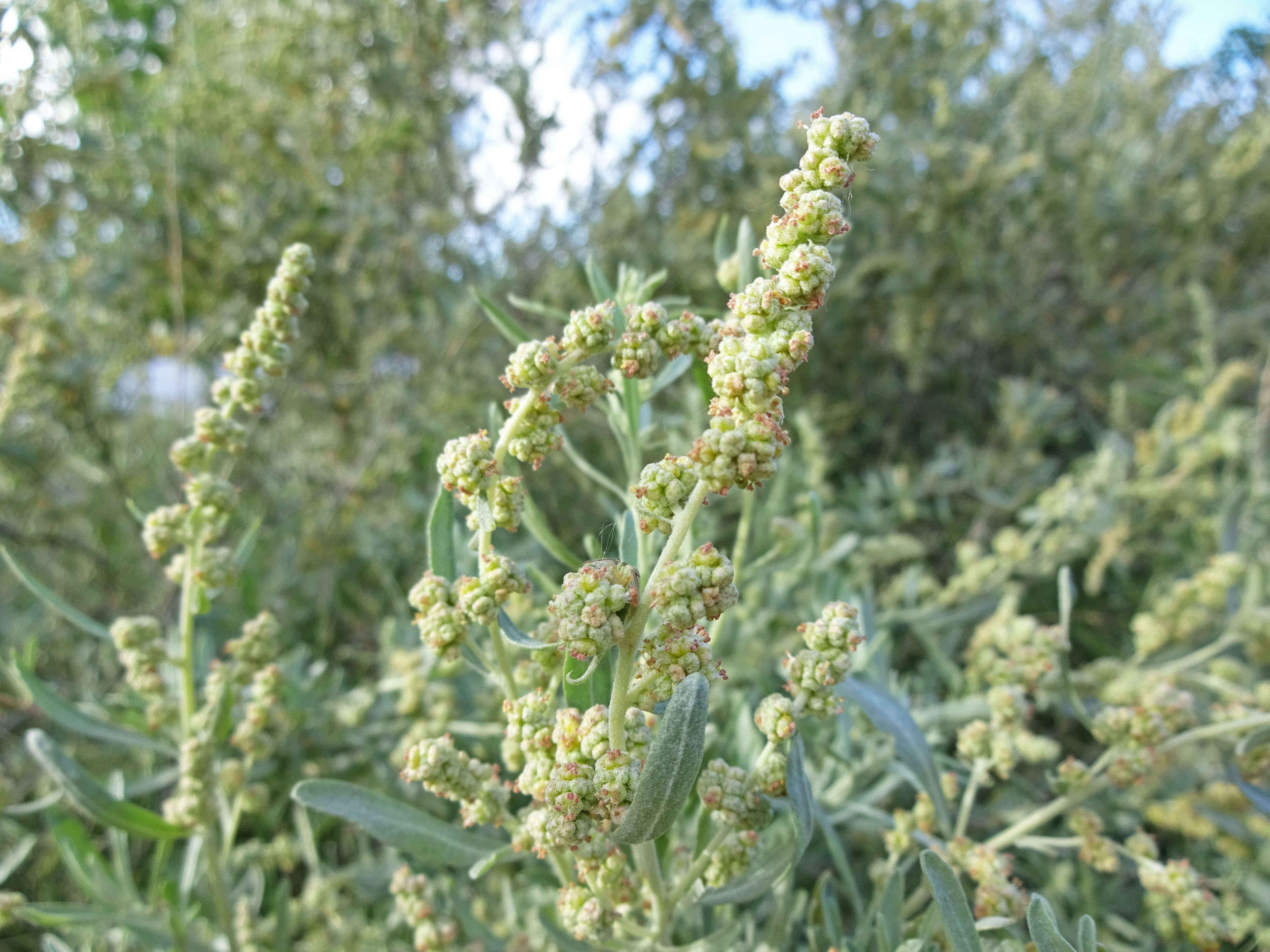 Image of fourwing saltbush