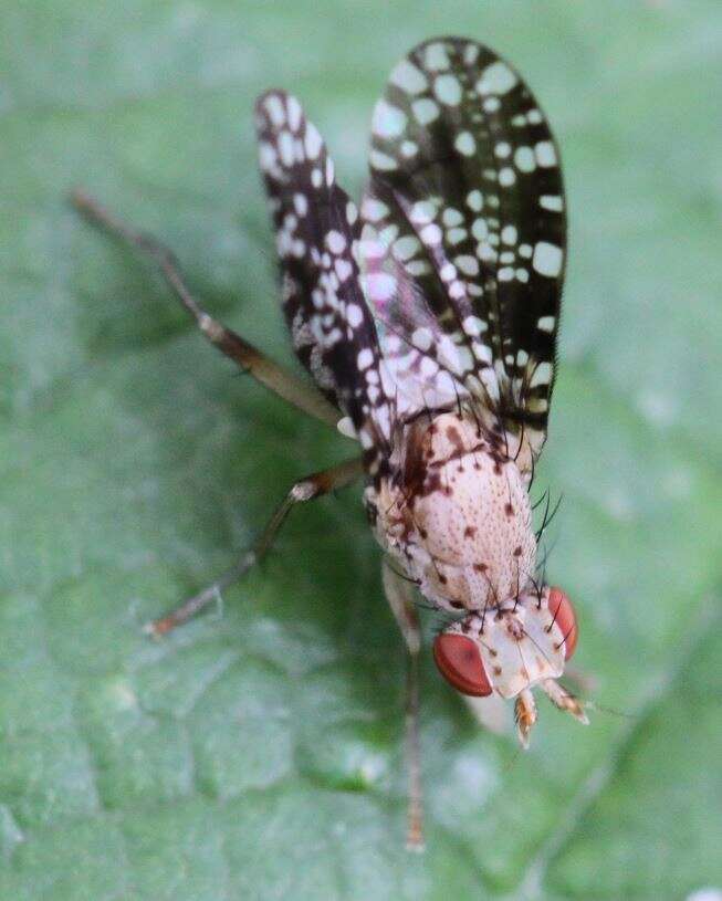 Image of Trypetoptera punctulata (Scopoli 1763)