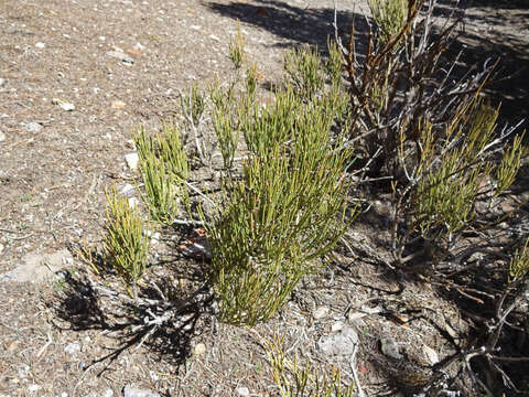 Image of Green Ephedra