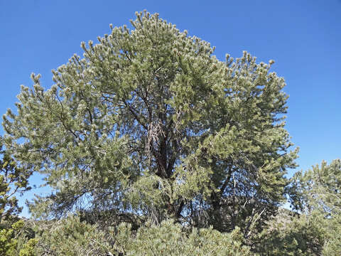 Image of singleleaf pinyon