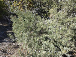 Image of singleleaf pinyon