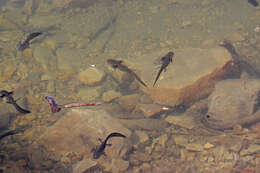 Image of Barred Tiger Salamander