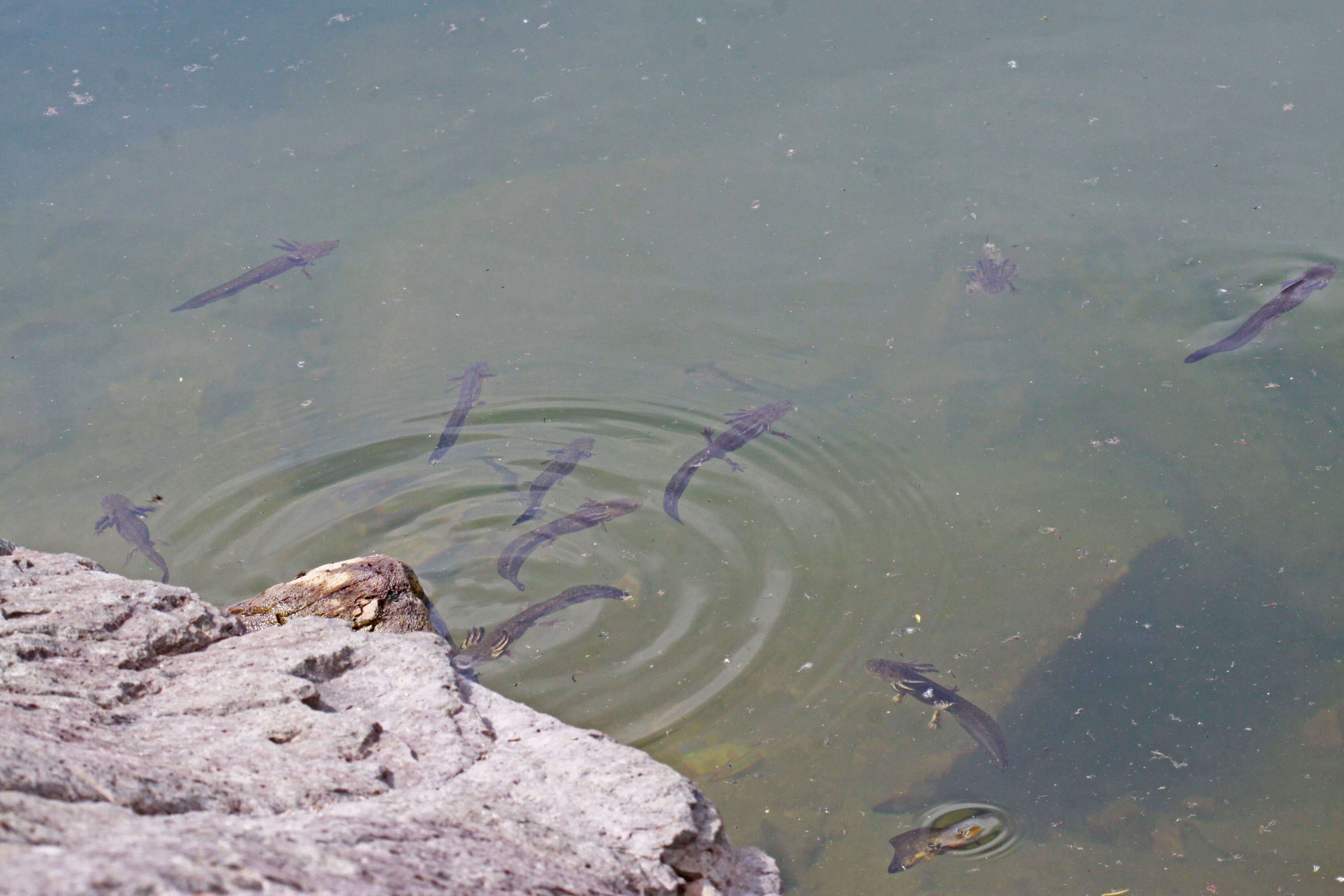 Image of Eastern Tiger Salamander