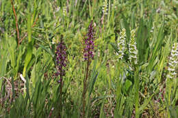 Image of Tall white bog orchid