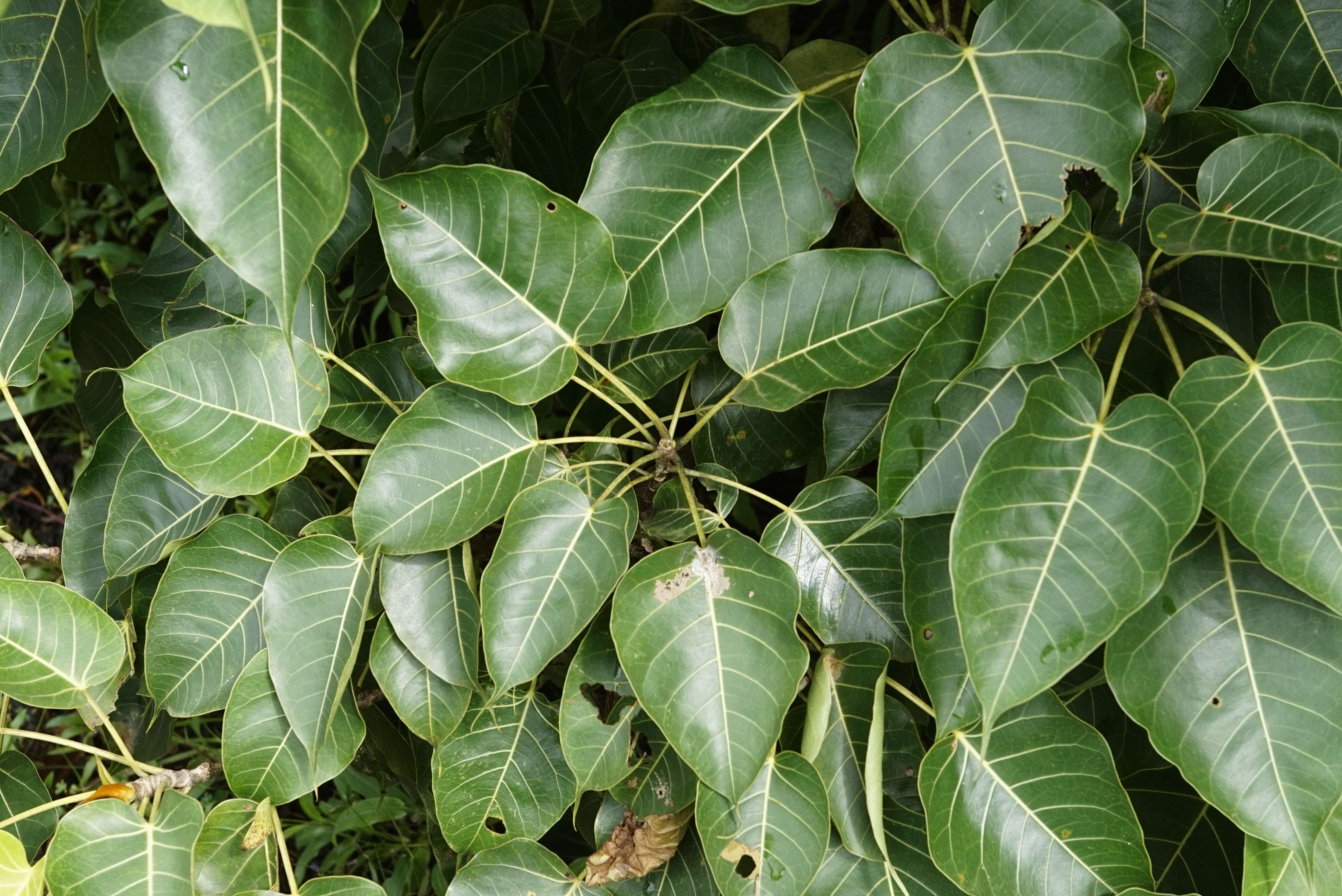 Image of Ficus arnottiana (Miq.) Miq.