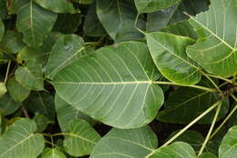 Image of Ficus arnottiana (Miq.) Miq.