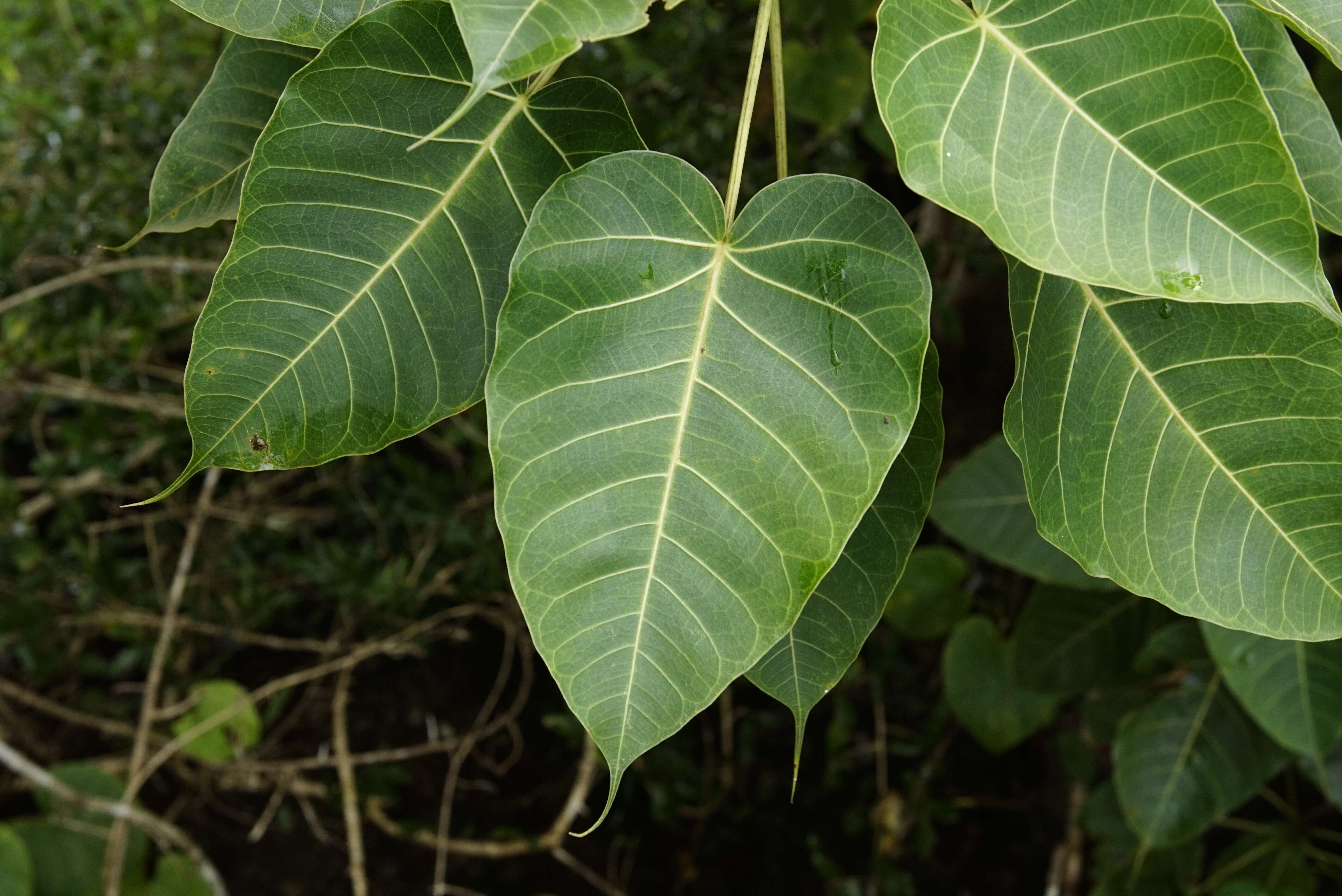 Image of Ficus arnottiana (Miq.) Miq.