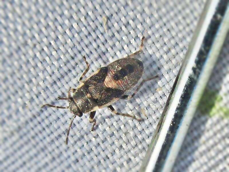 Image of Nettle Ground Bug