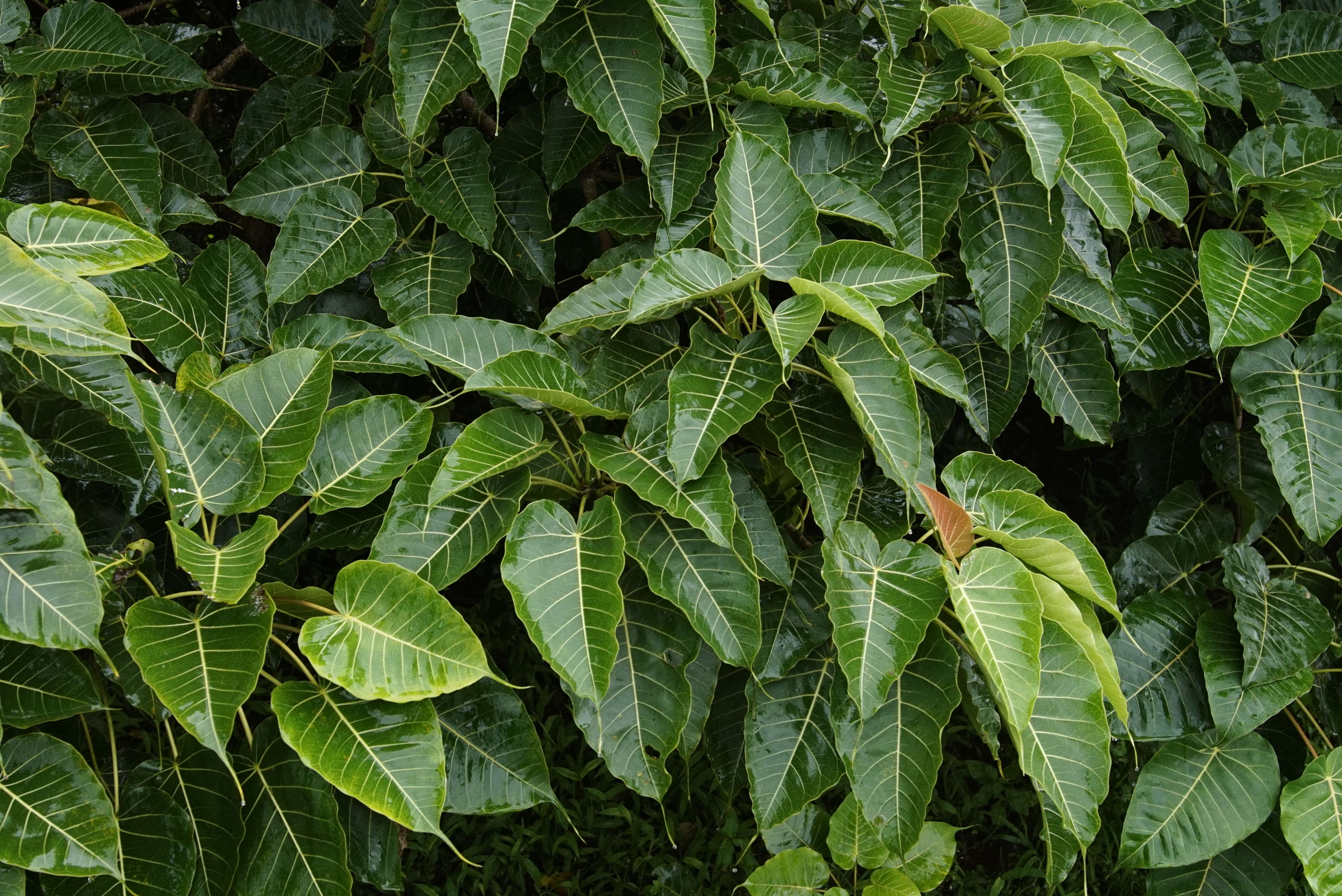 Image of Ficus arnottiana (Miq.) Miq.