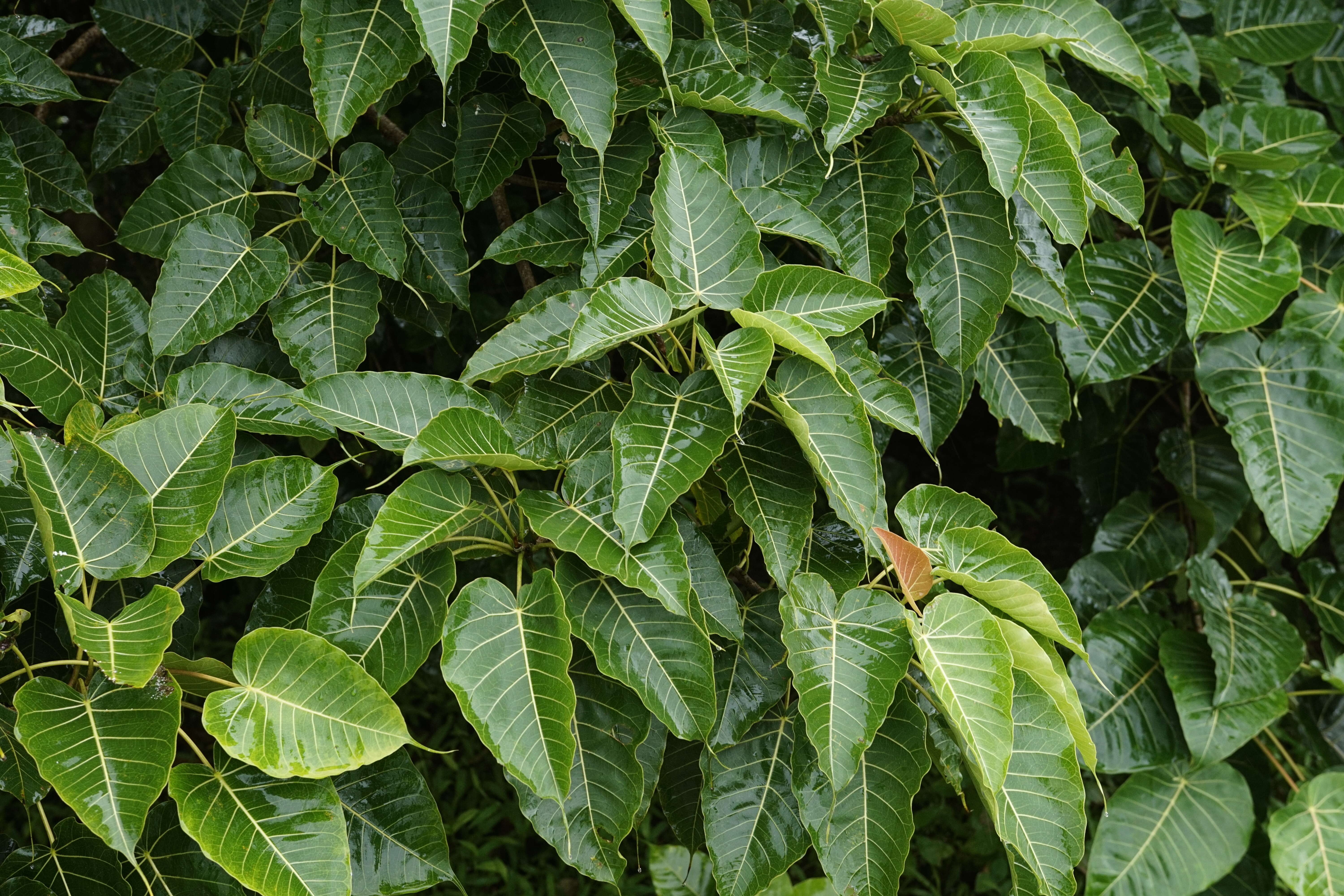 Image of Ficus arnottiana (Miq.) Miq.