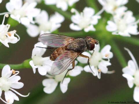 صورة Siphona geniculata (De Geer 1776)