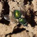 Image of Chrysosomopsis aurata