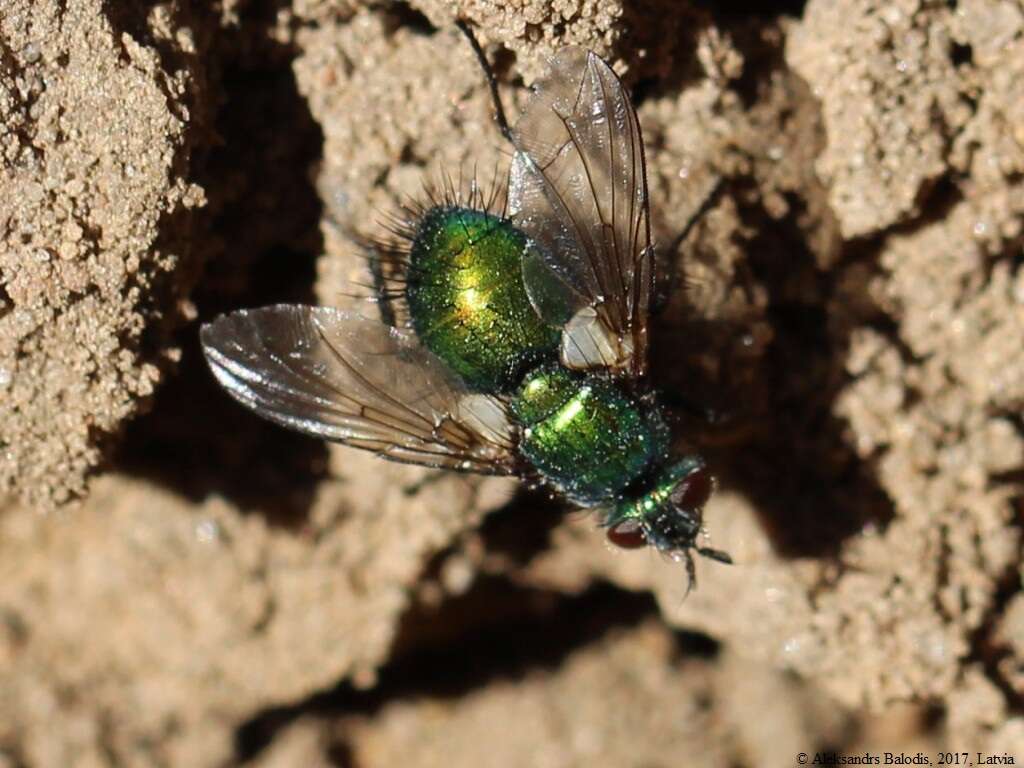 Image of Chrysosomopsis aurata