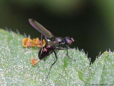 Sepsis cynipsea (Linnaeus 1758) resmi