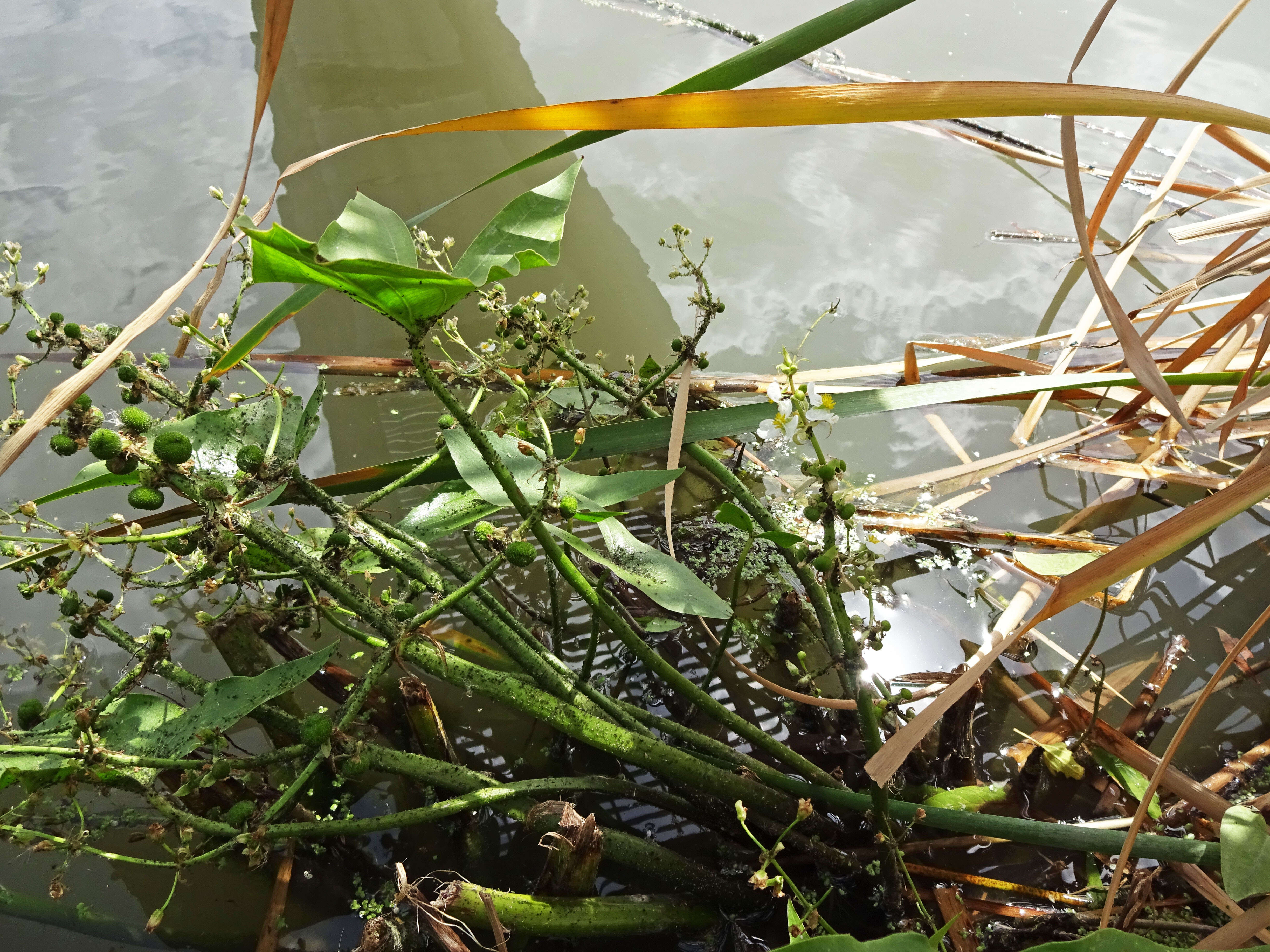 Plancia ëd Sagittaria cuneata E. Sheld.