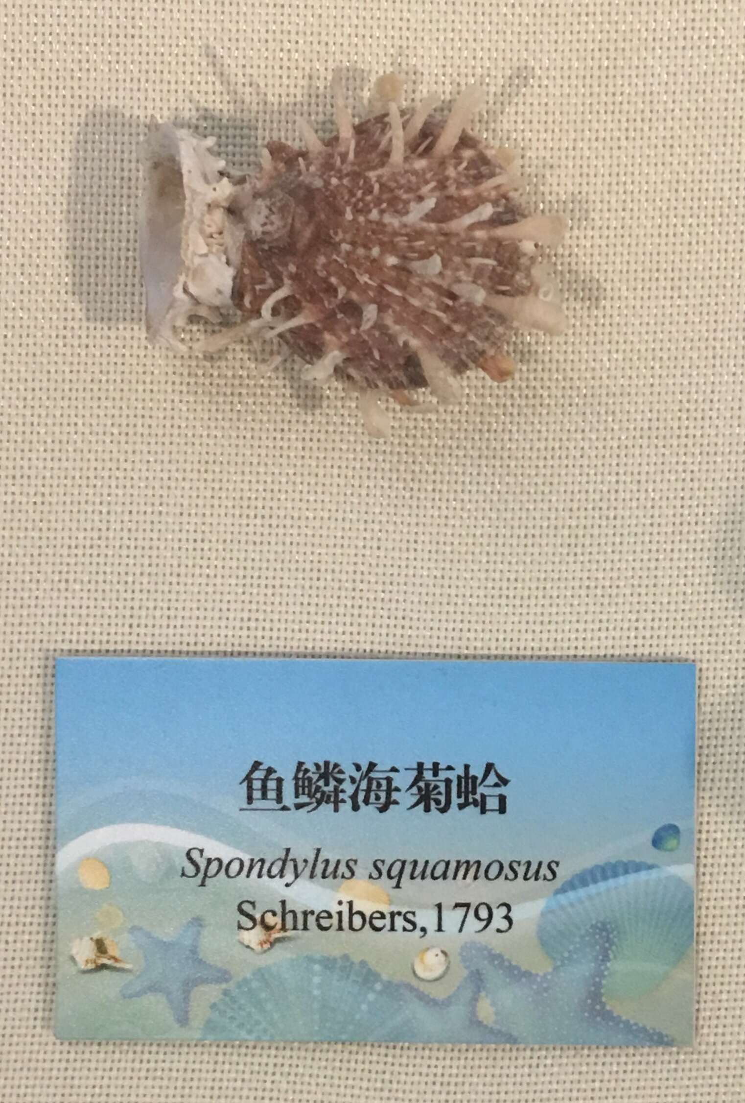 Слика од Spondylus squamosus Schreibers 1793