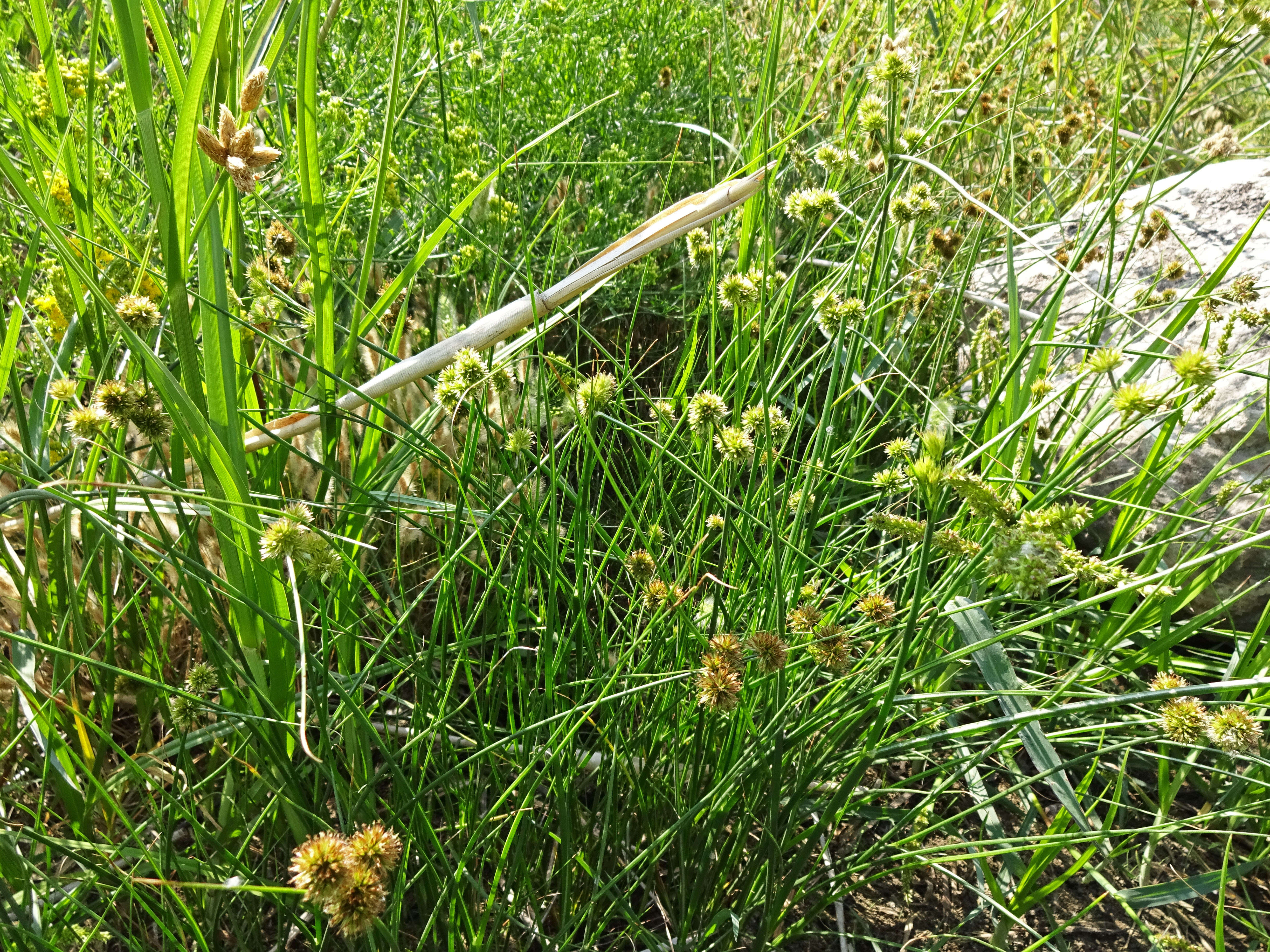 Juncus torreyi Coville resmi