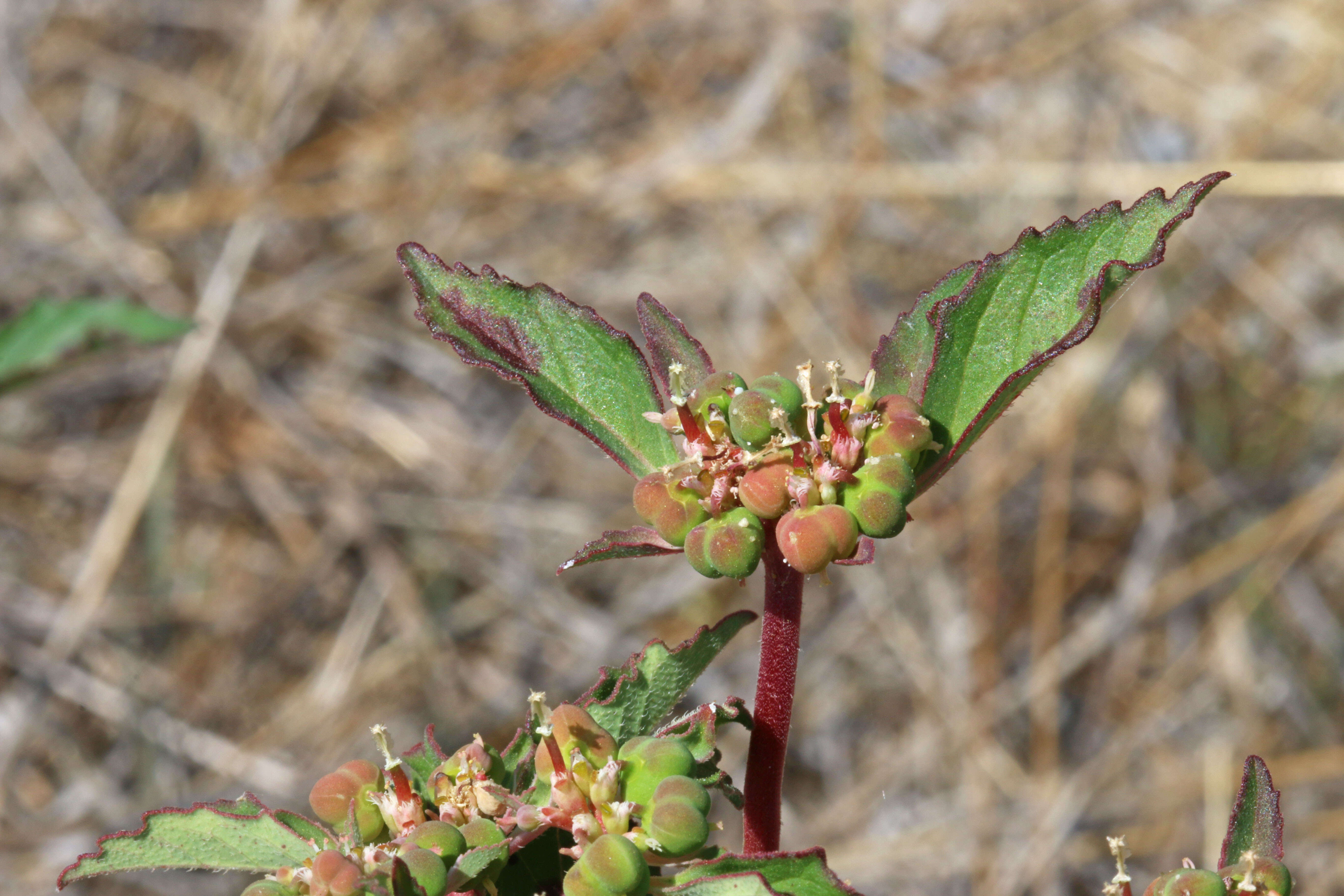 Слика од Euphorbia davidii Subils