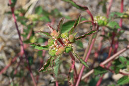 Слика од Euphorbia davidii Subils