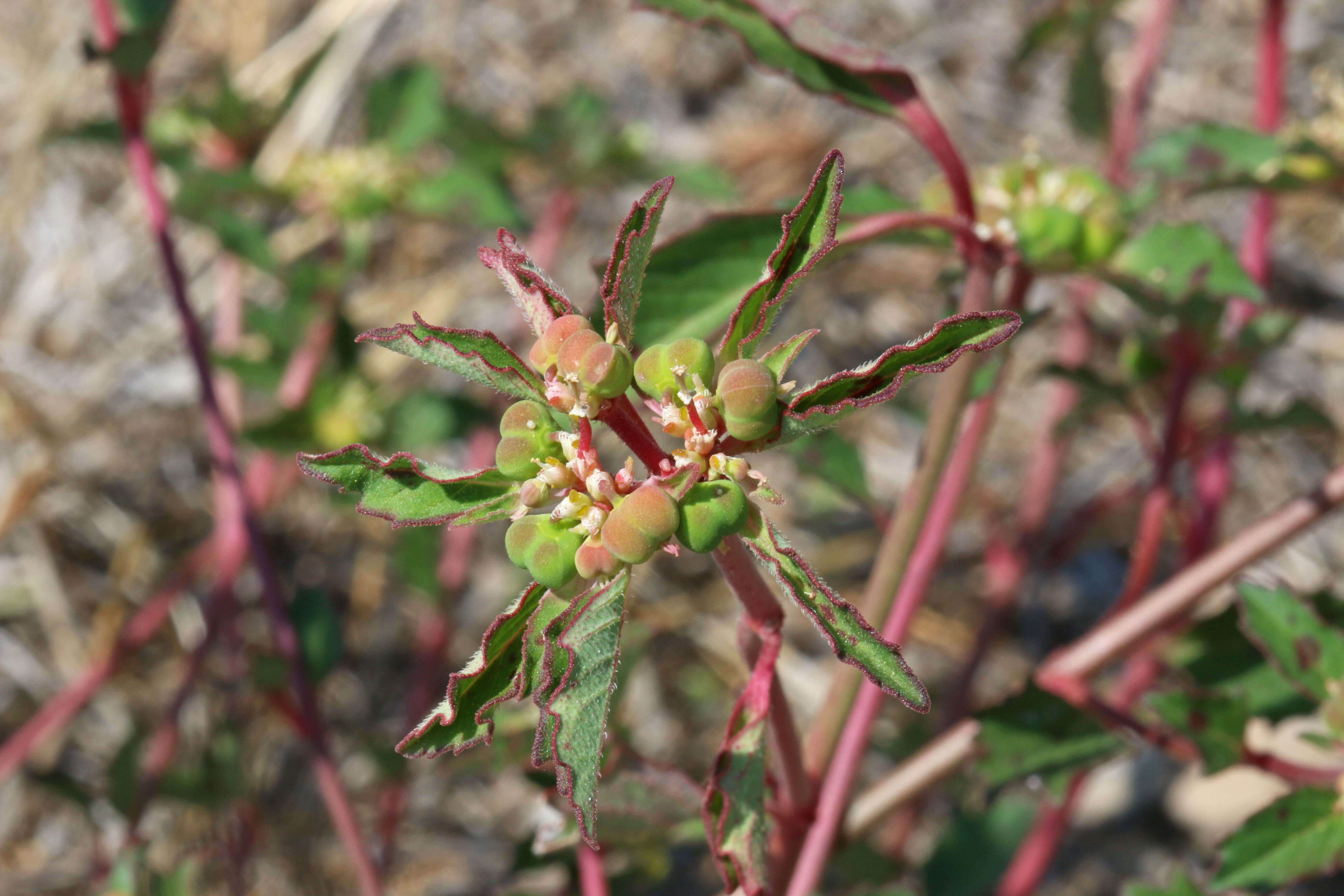 Слика од Euphorbia davidii Subils