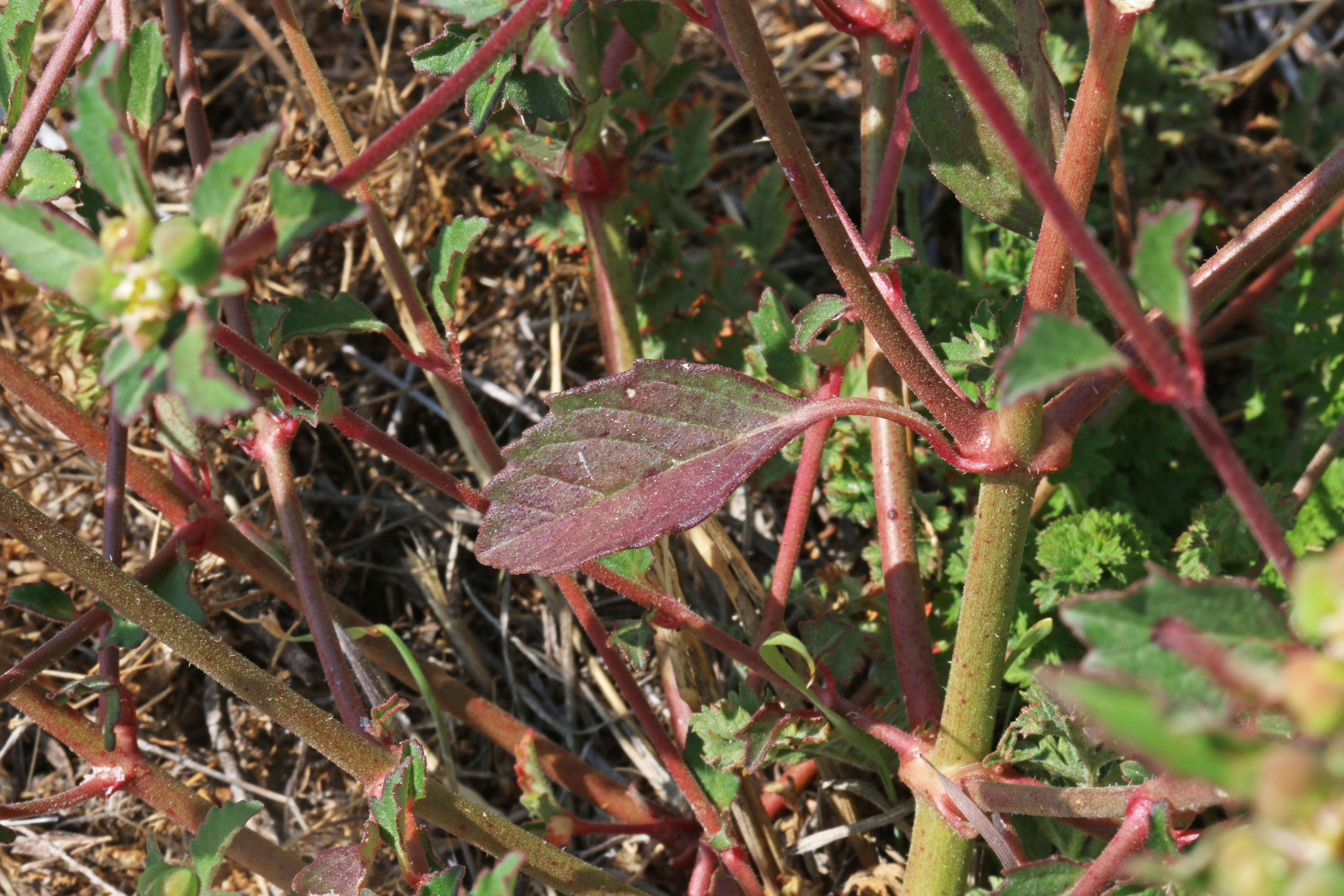 Слика од Euphorbia davidii Subils