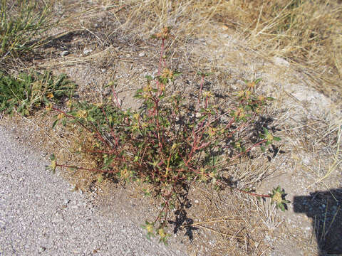 Слика од Euphorbia davidii Subils