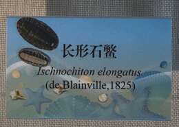 Sivun Ischnochiton elongatus (Blainville 1825) kuva