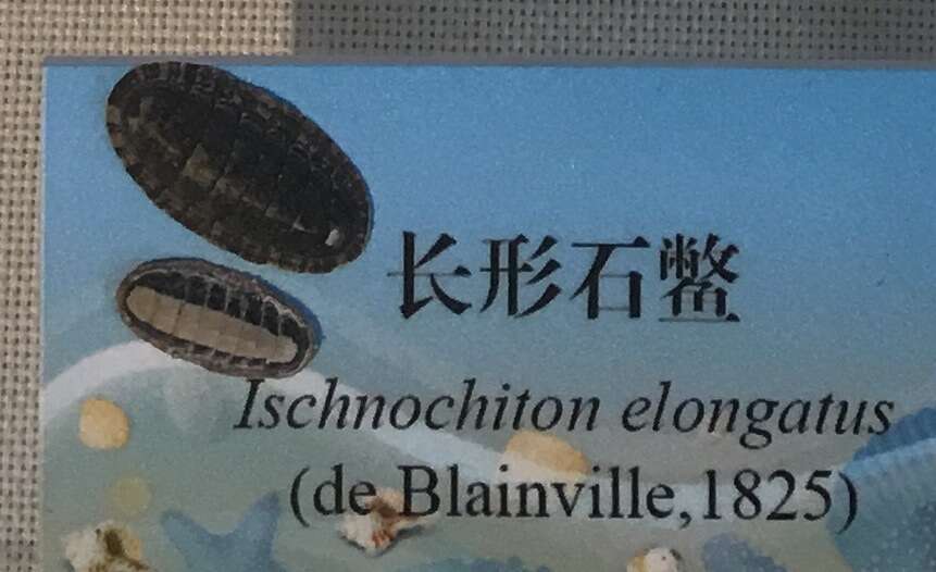 Sivun Ischnochiton elongatus (Blainville 1825) kuva