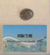 Image of Patella piperata Gould 1846