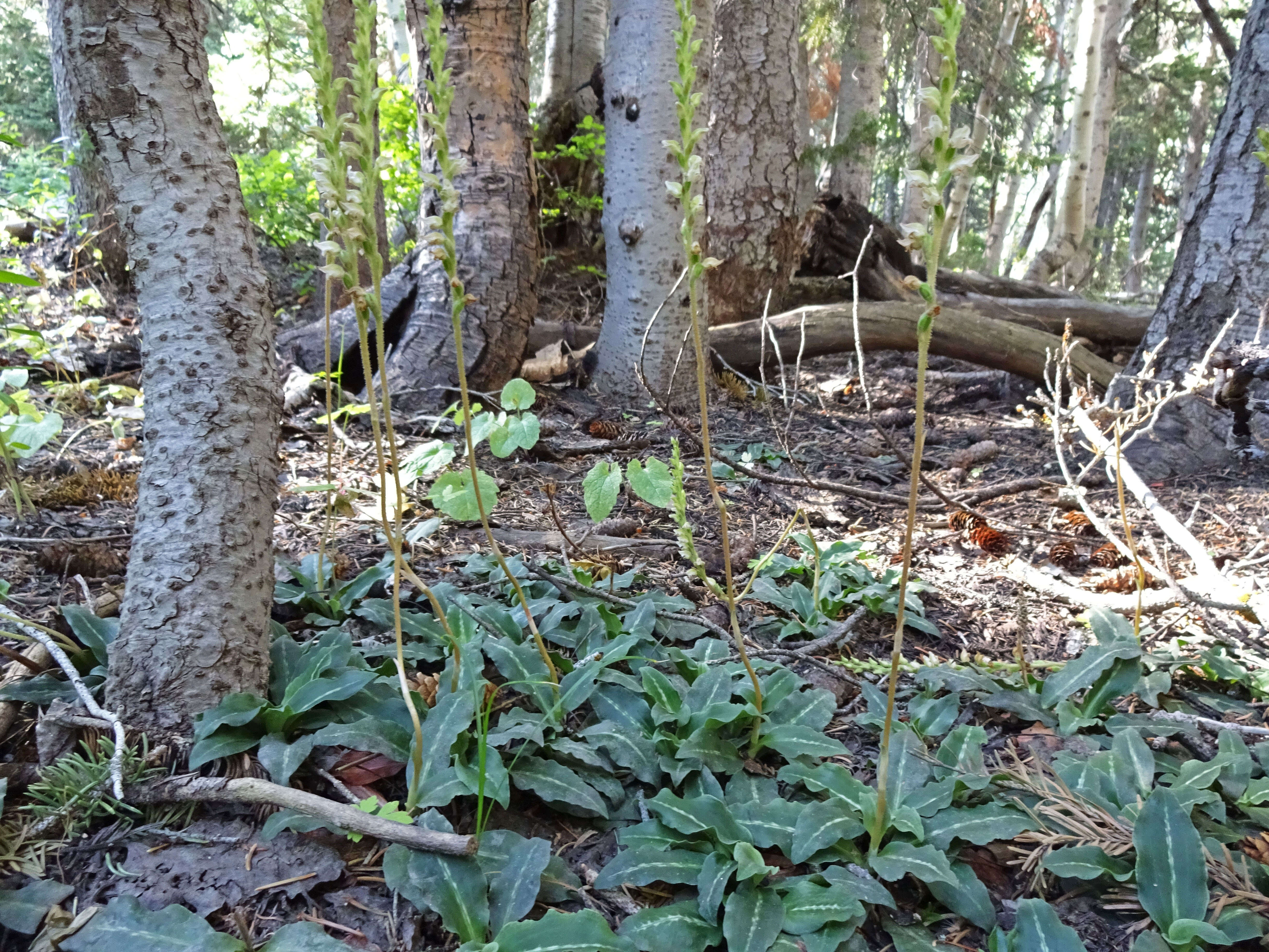 Image de Goodyérie à feuilles oblongues