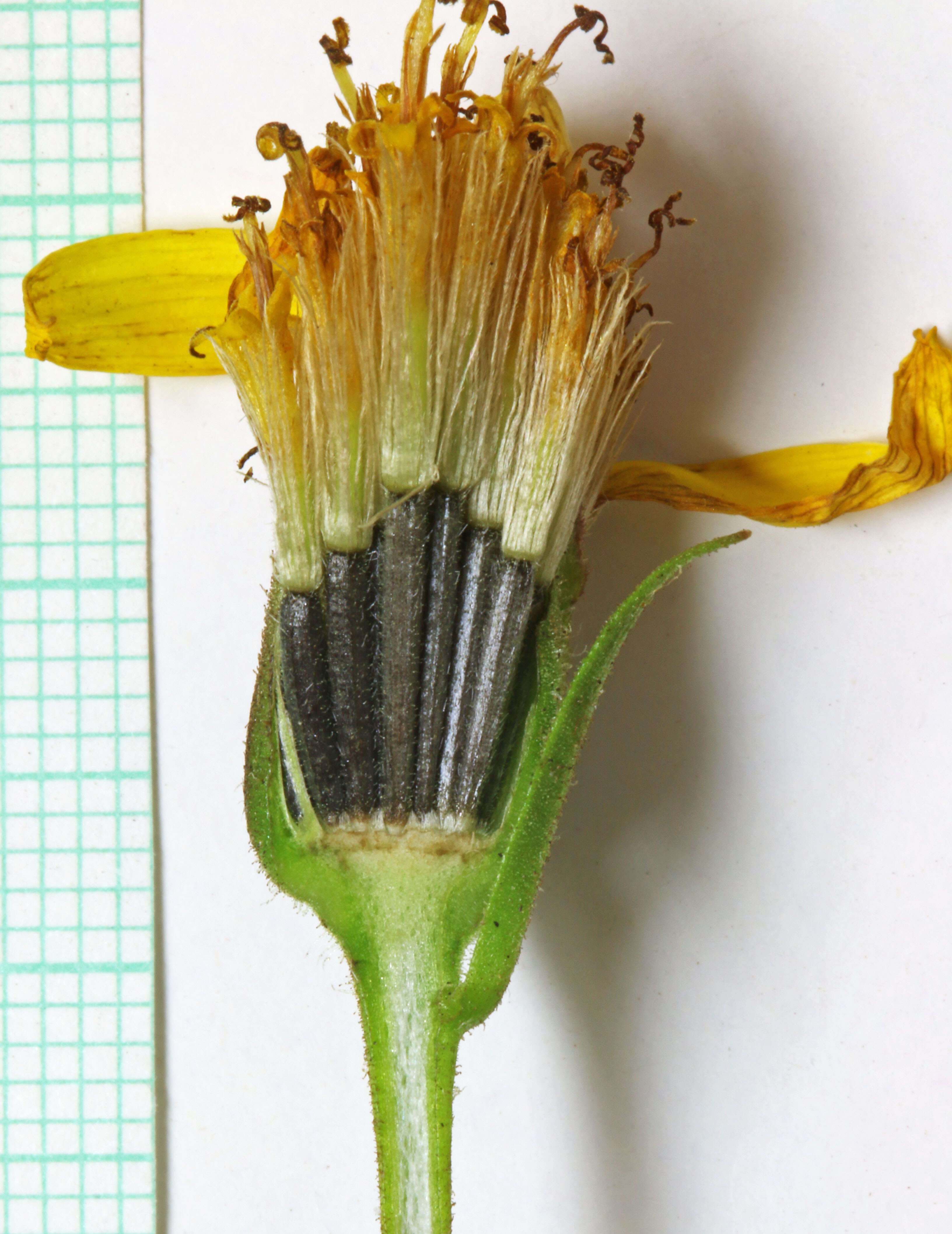 Image of spearleaf arnica