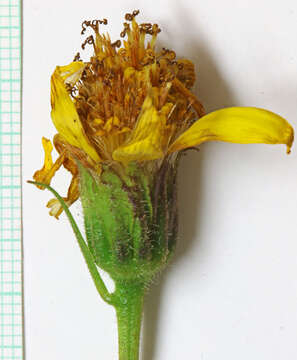 Image of spearleaf arnica