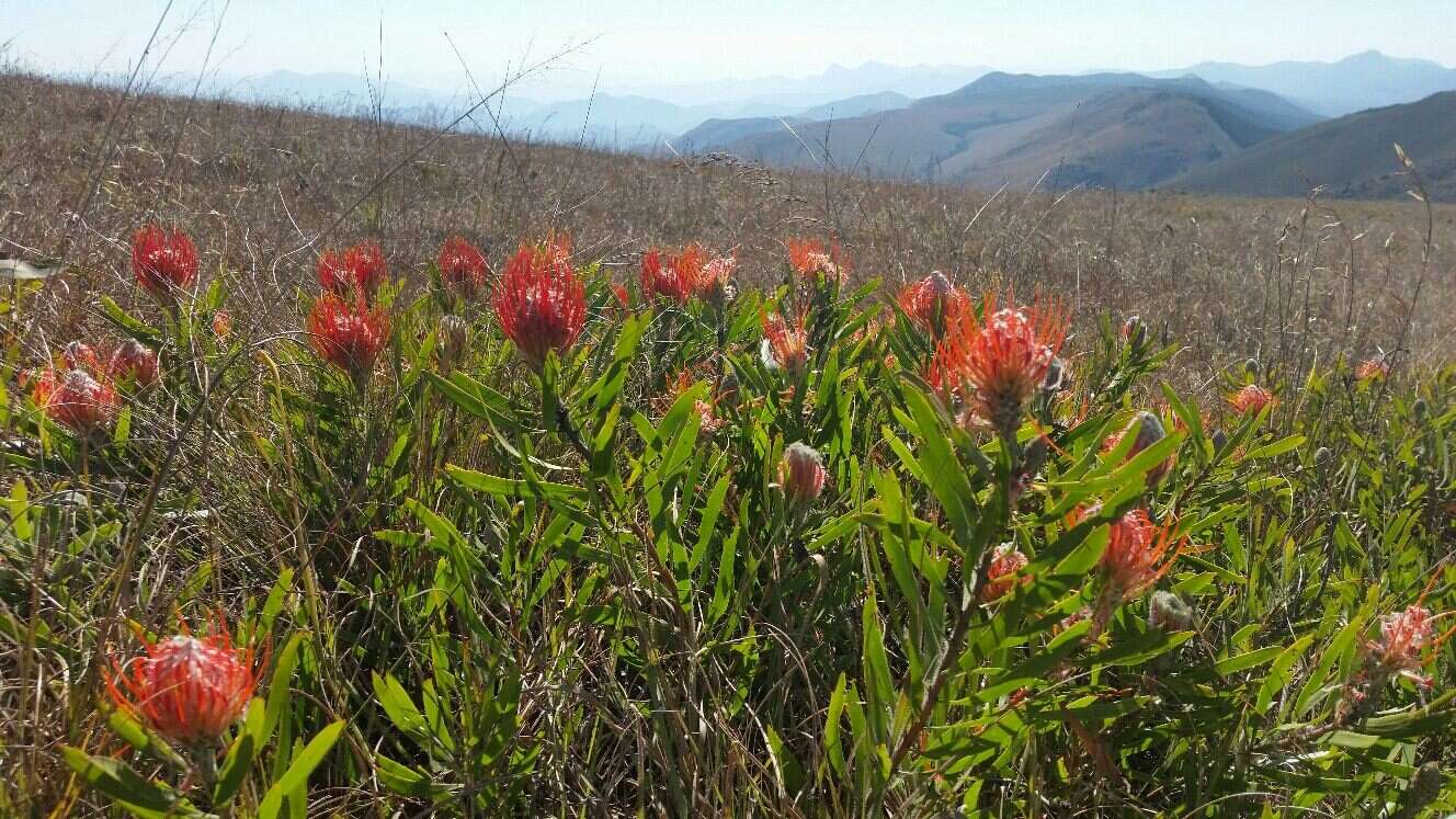 Imagem de Leucospermum gerrardii Stapf