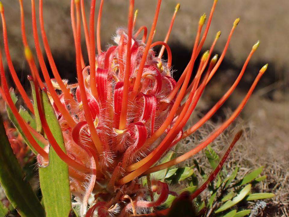 Imagem de Leucospermum gerrardii Stapf