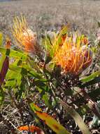 Imagem de Leucospermum gerrardii Stapf