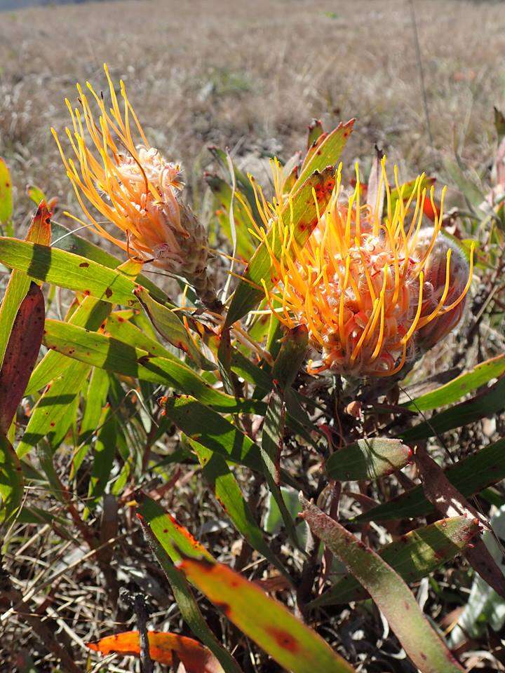 Imagem de Leucospermum gerrardii Stapf