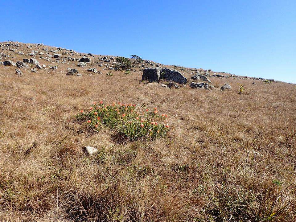 Imagem de Leucospermum gerrardii Stapf