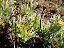 Imagem de Leucospermum gerrardii Stapf