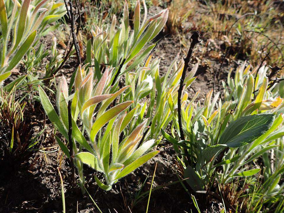 Imagem de Leucospermum gerrardii Stapf